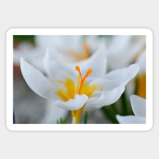 Crocus sieberi  &#39;Bowles&#39;s White&#39; Sticker